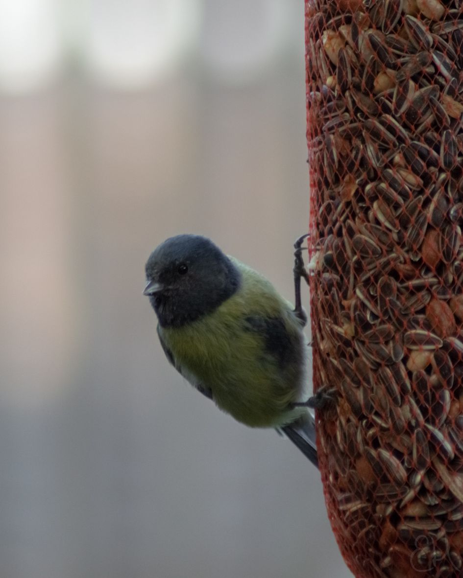 Pimpelmees in andere kleuren?